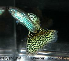 Snake cobra  bicolor AOC bicolor guppy