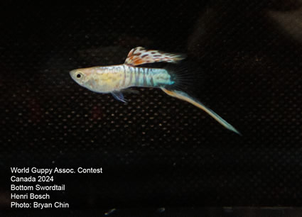 guppy bottom swordtail