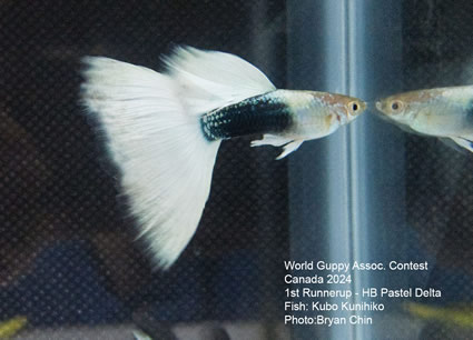 guppy HB white pastel