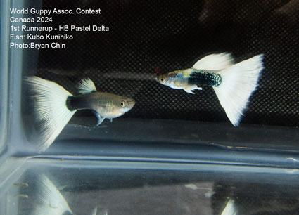 guppy HB white pastel