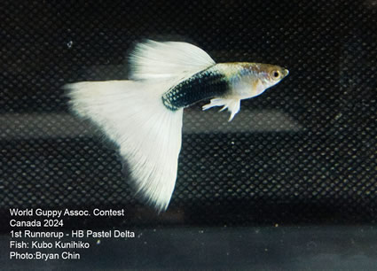 guppy HB white pastel