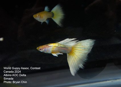 guppy albino HB Yellow pastel