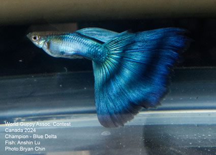 Guppy Blue Singa