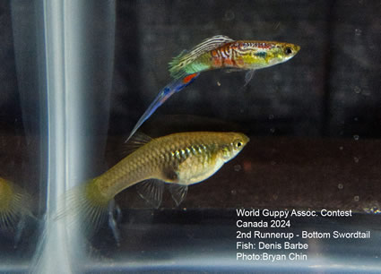 guppy swordtail