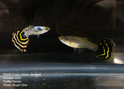 guppy mosaic bicolor