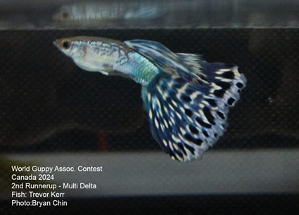 guppy mosaic bicolor