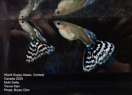 guppy mosaic bicolor