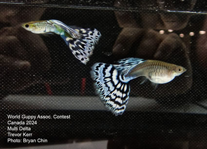 guppy mosaic bicolor