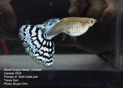 guppy mosaic bicolor