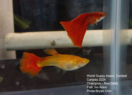 guppy red albino