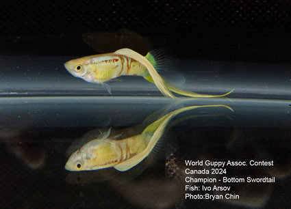 guppy bottom swordtail