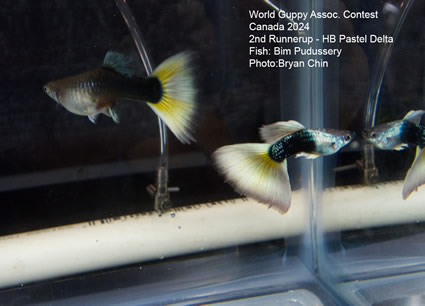 guppy hb yellow pastel