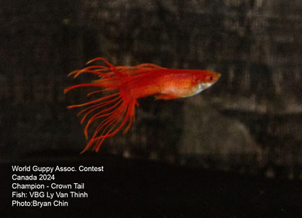 guppy albino red crown tail