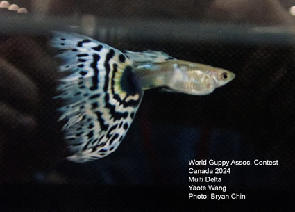 Guppy mosaic bicolor