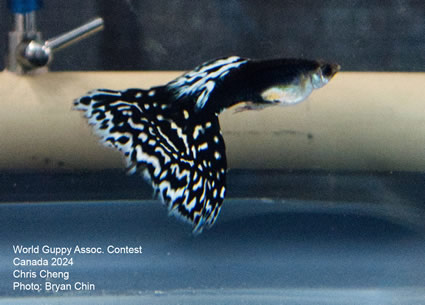 Guppy mosaic bicolor Santa Maria