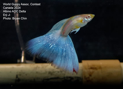 guppy albino blue