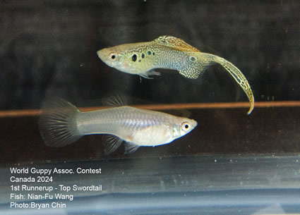 Guppy top swordtail