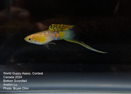 Guppy Bottom swordtail