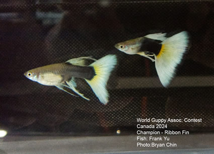 guppy hb yellow pastel