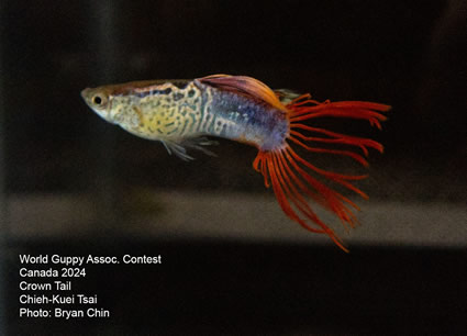 Guppy red snakesking crown tail