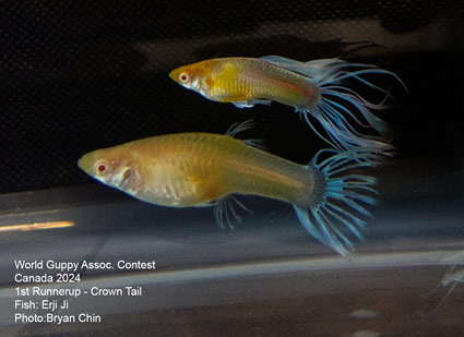 Guppy albino gold blue crown tail