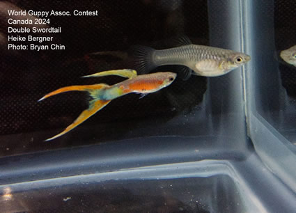 guppy double swordtail