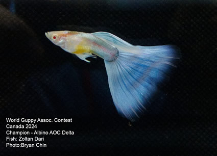 Guppy Albino pastel blue